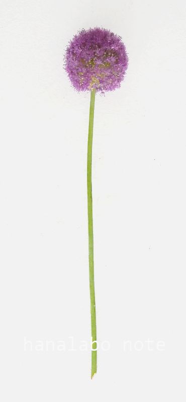 切花図鑑 アリウムの仲間 花言葉 出回り時期 花もち 飾り方 切花情報サイト ハナラボノート