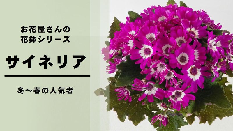 お花屋さんの 花鉢 もくじ 切花情報サイト ハナラボノート