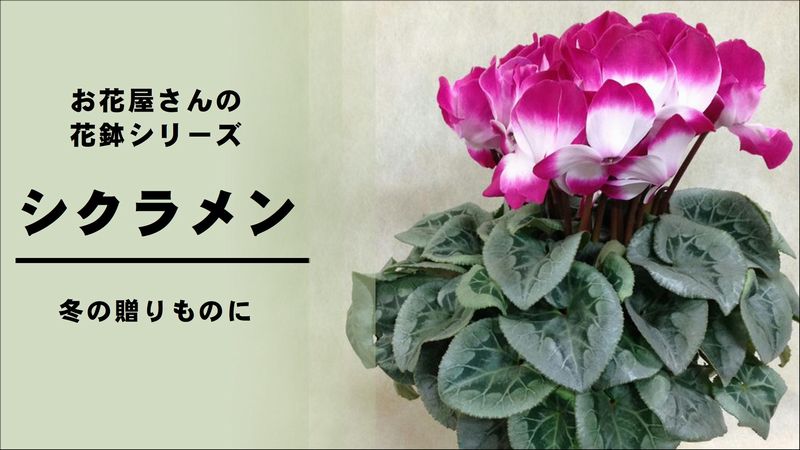シクラメン の育て方 管理方法 お花屋さんの花鉢シリーズ 切花情報サイト ハナラボノート