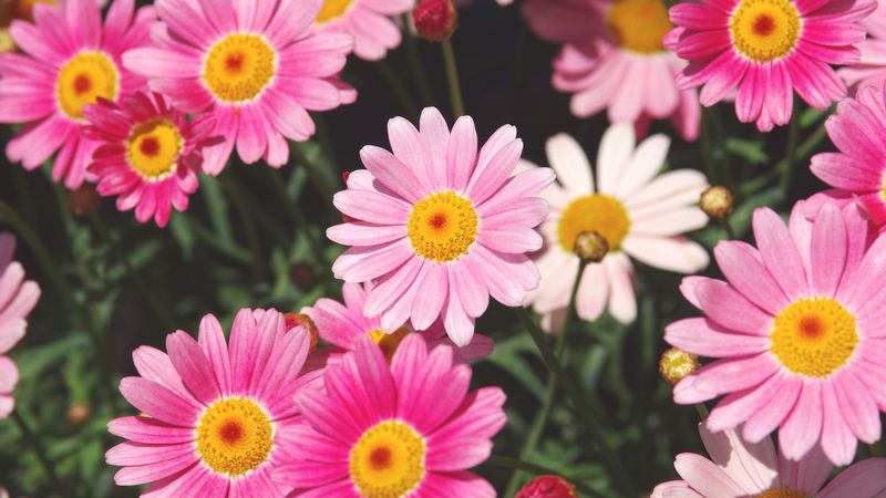 マーガレット の育て方 管理方法 お花屋さんの花鉢シリーズ 切花情報サイト ハナラボノート