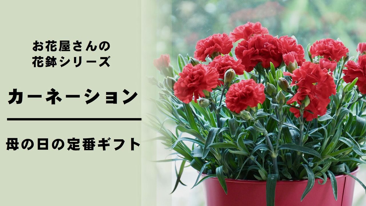 カーネーション の育て方 管理方法 お花屋さんの花鉢シリーズ 切花情報サイト ハナラボノート