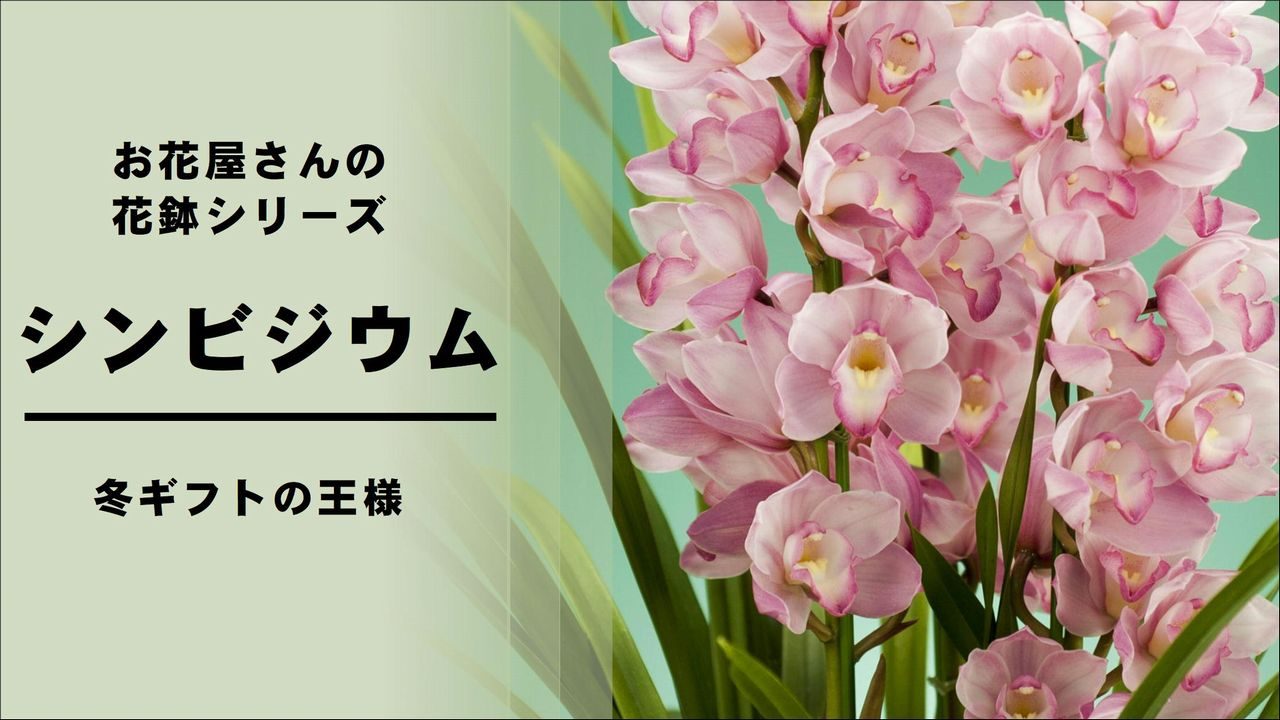 シンビジューム シンビジウム の育て方 管理方法 お花屋さんの花鉢シリーズ 切花情報サイト ハナラボノート