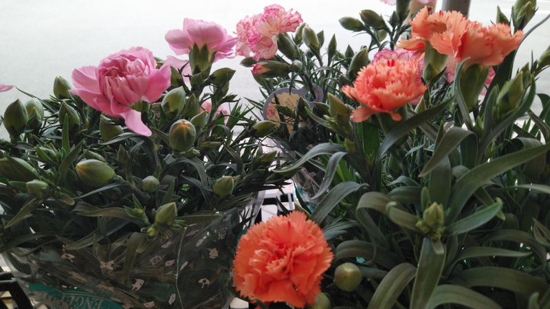 カーネーション の育て方 管理方法 お花屋さんの花鉢シリーズ 切花情報サイト ハナラボノート