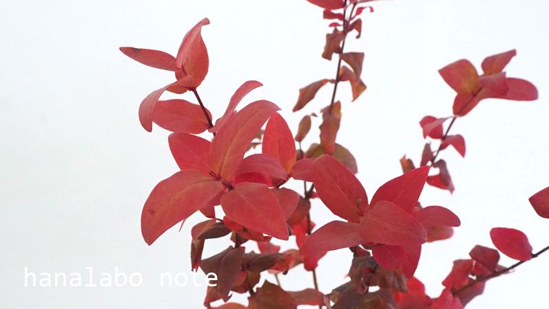 お花屋さんで手に入りやすい 紅葉が美しい秋の枝物 9種まとめ 切花情報サイト ハナラボノート