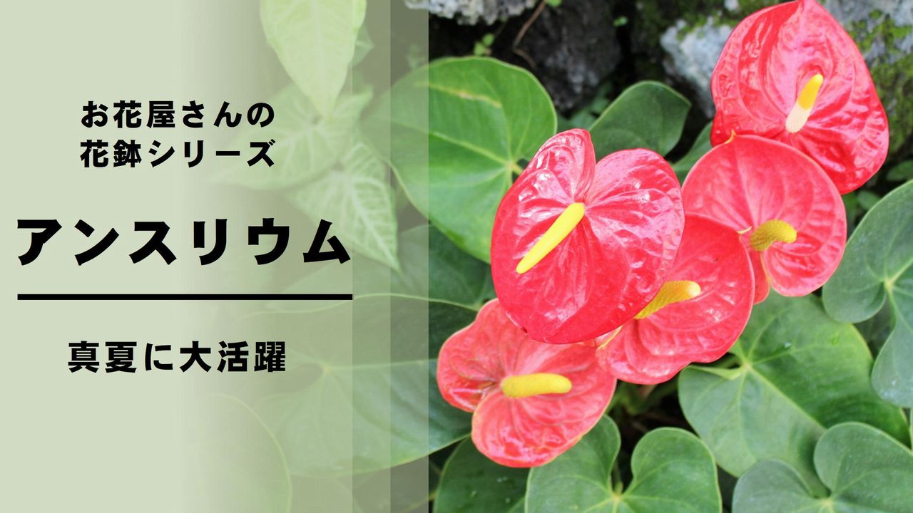 アンスリウム の育て方 管理方法 お花屋さんの花鉢シリーズ 切花情報サイト ハナラボノート
