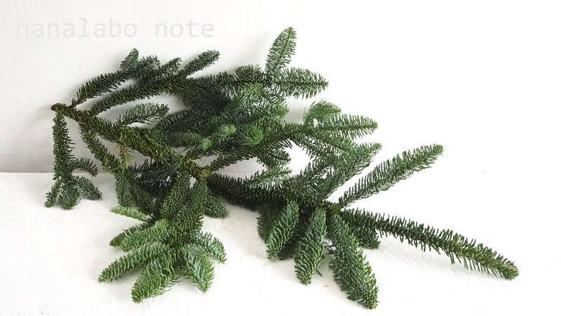 国産かオレゴン産か クリスマスに使う モミの枝 違いを徹底比較 切花情報サイト ハナラボノート