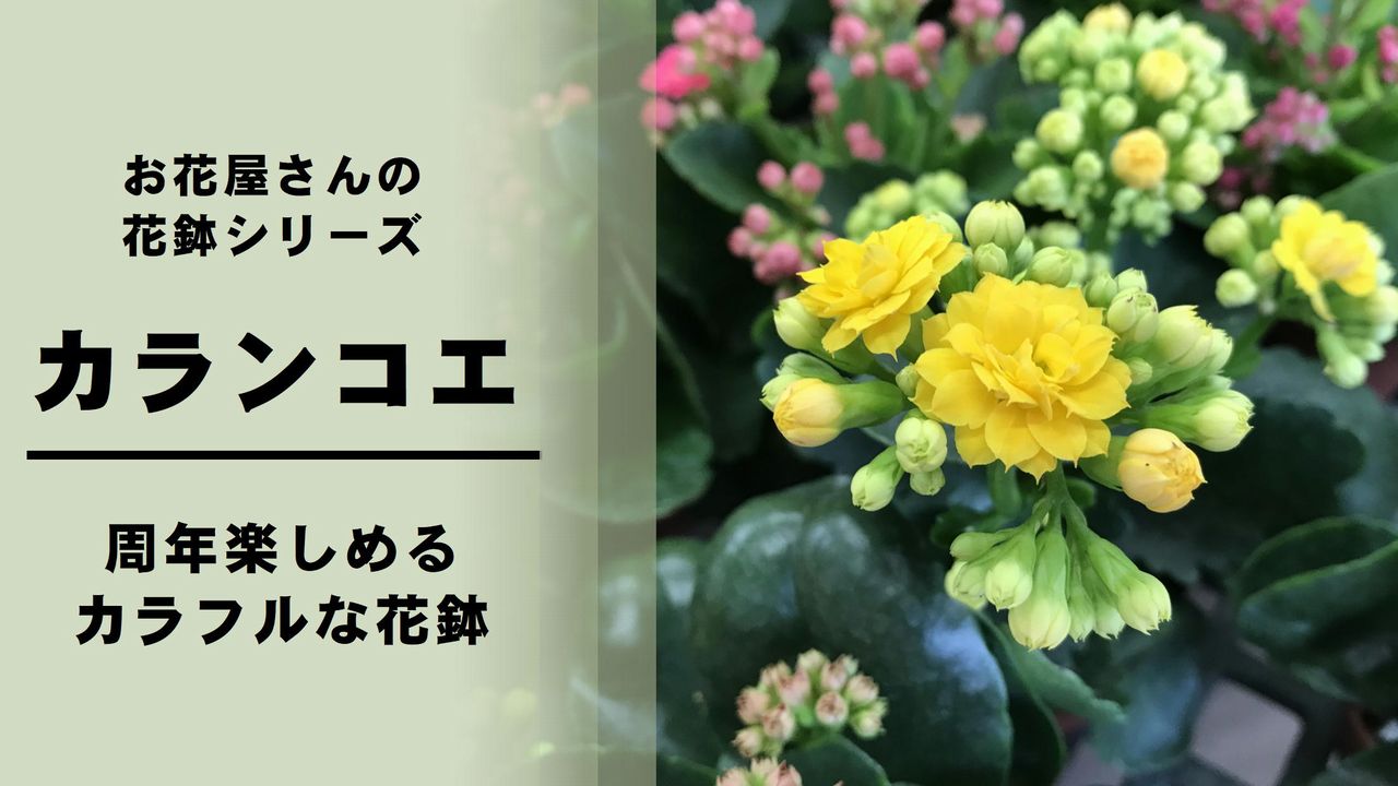 カランコエ の育て方 管理方法 お花屋さんの花鉢シリーズ 切花情報サイト ハナラボノート