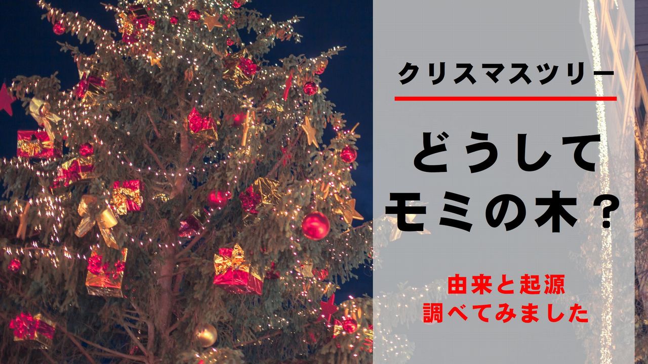 クリスマスツリーはどうしてモミの木なの 意味と由来を調べました 切花情報サイト ハナラボノート