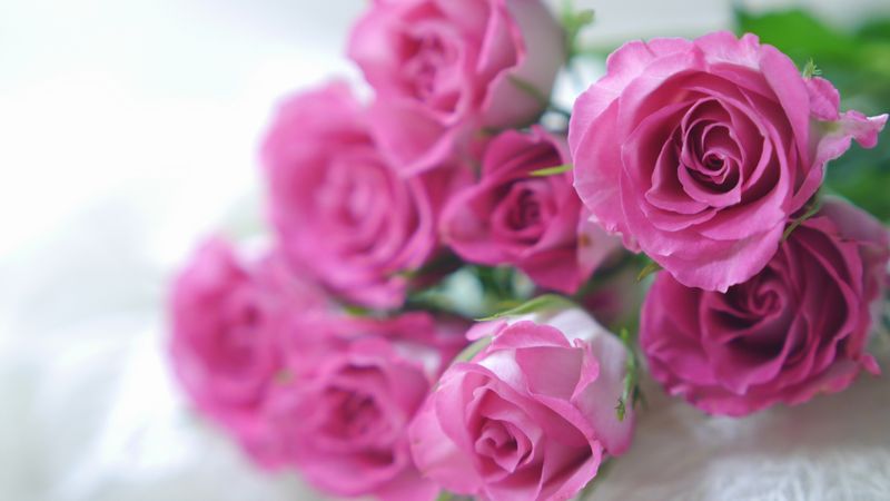 12月12日 ダズンローズデー 12本のバラで愛を伝えよう 切花情報サイト ハナラボノート