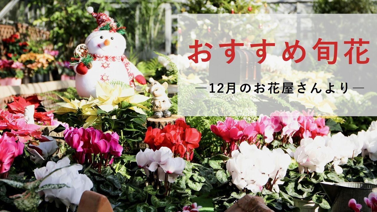 12月のお花屋さん おすすめの旬の花 誕生花 イベントまとめ 切花情報サイト ハナラボノート