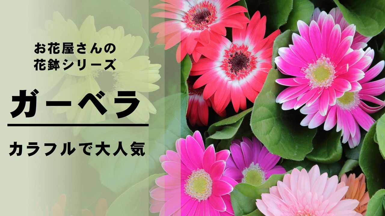 ガーベラ の育て方 管理方法 お花屋さんの花鉢シリーズ 切花情報サイト ハナラボノート