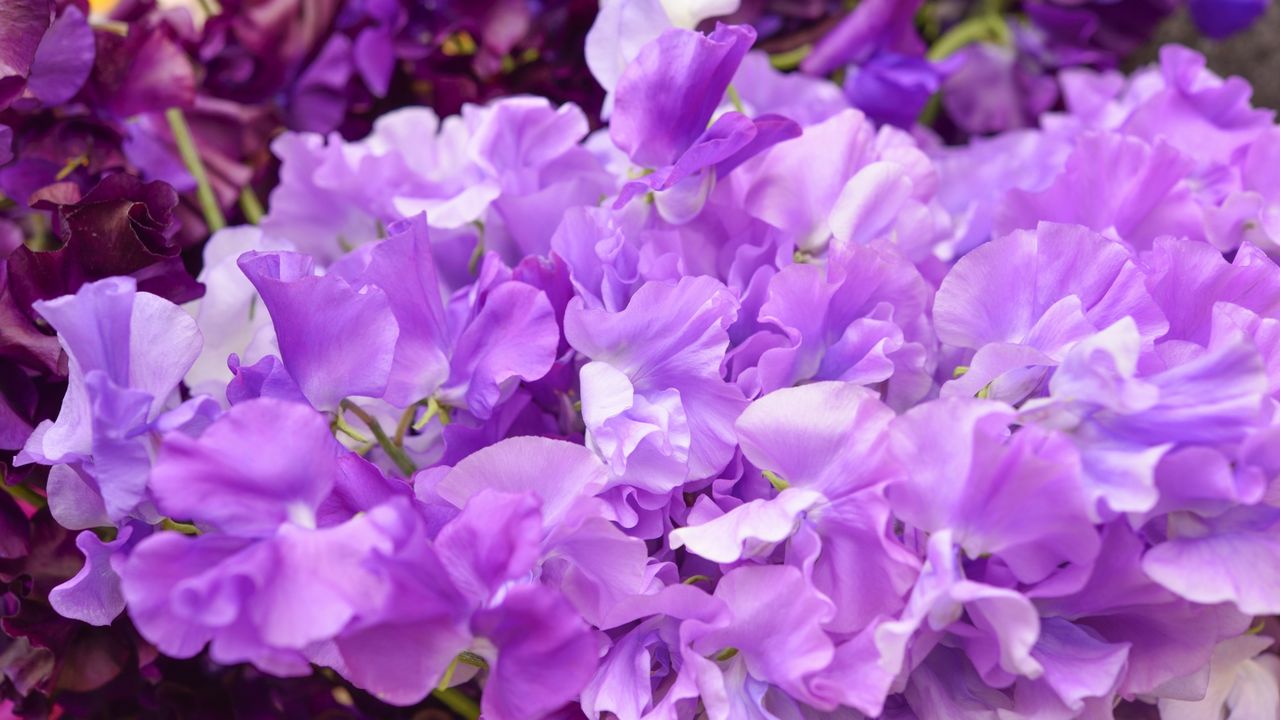 1月のお花屋さん おすすめの旬の花 誕生花 イベントまとめ 切花情報サイト ハナラボノート