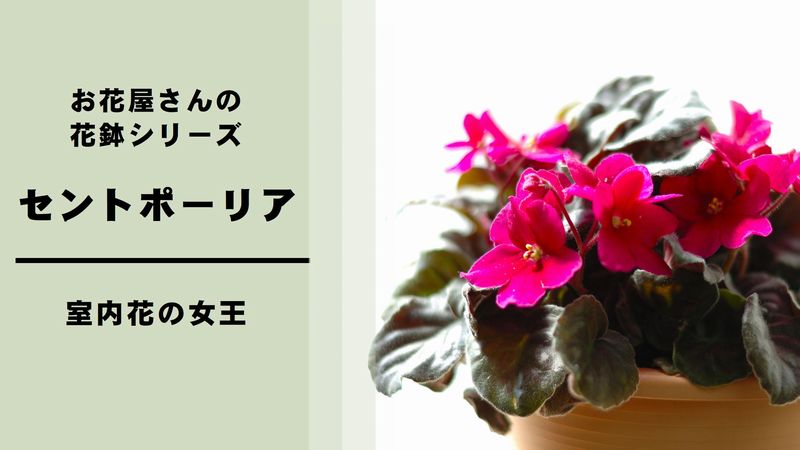 セントポーリア の育て方 管理方法 お花屋さんの花鉢シリーズ 切花情報サイト ハナラボノート