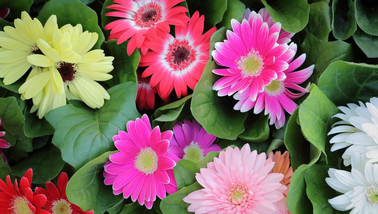 ガーベラ の育て方 管理方法 お花屋さんの花鉢シリーズ 切花情報サイト ハナラボノート