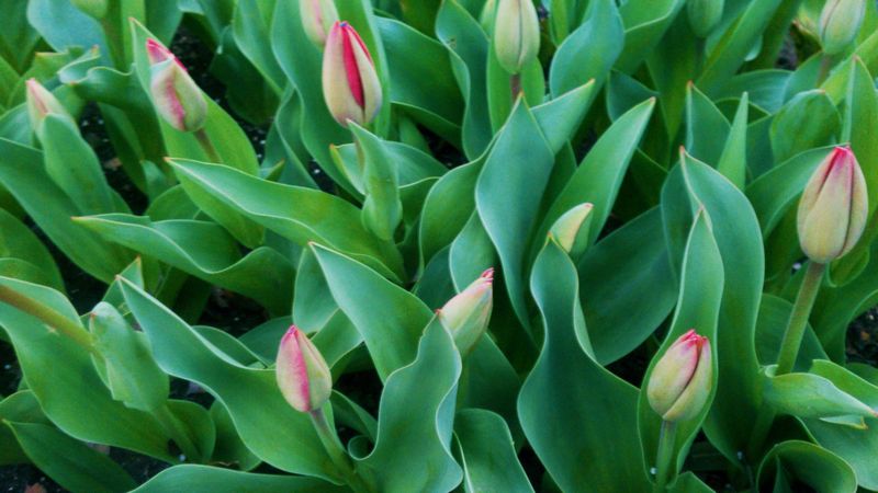チューリップ の育て方 管理方法 お花屋さんの花鉢シリーズ 切花情報サイト ハナラボノート