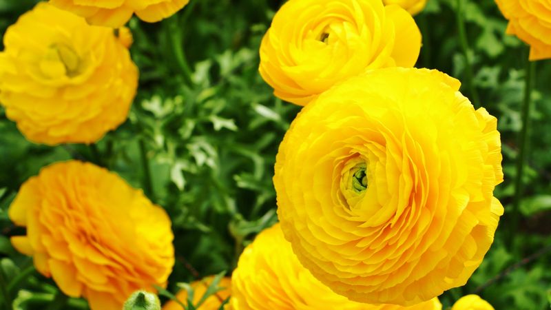 ラナンキュラス の育て方 管理方法 お花屋さんの花鉢シリーズ 切花情報サイト ハナラボノート
