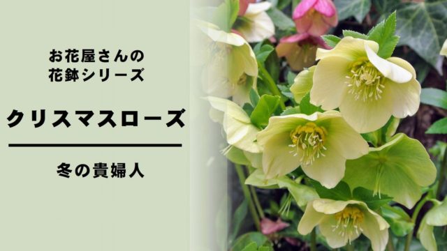 カロライナジャスミン の育て方 管理方法 お花屋さんの花鉢シリーズ 切花情報サイト ハナラボノート