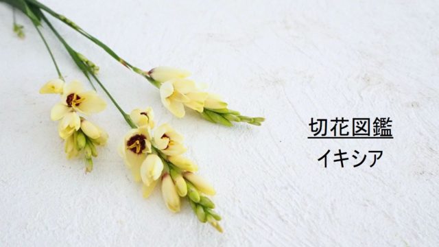 花の名前 わかりますか お花屋さんでよく見る花13選 南国トロピカル編 切花情報サイト ハナラボノート