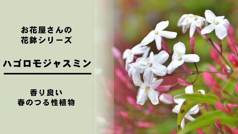 ハゴロモジャスミン の育て方 管理方法 お花屋さんの花鉢シリーズ 切花情報サイト ハナラボノート