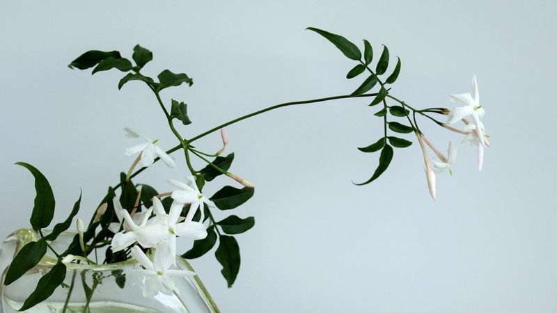 ハゴロモジャスミン の育て方 管理方法 お花屋さんの花鉢シリーズ 切花情報サイト ハナラボノート