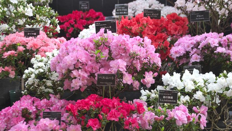 アザレア の育て方 管理方法 お花屋さんの花鉢シリーズ 切花情報サイト ハナラボノート