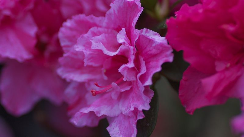 アザレア の育て方 管理方法 お花屋さんの花鉢シリーズ 切花情報サイト ハナラボノート