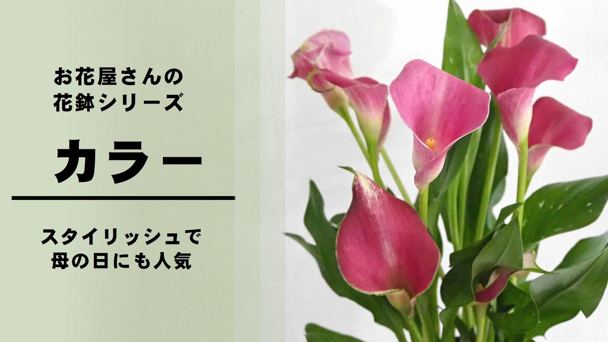 カラー の育て方 管理方法 お花屋さんの花鉢シリーズ 切花情報サイト ハナラボノート