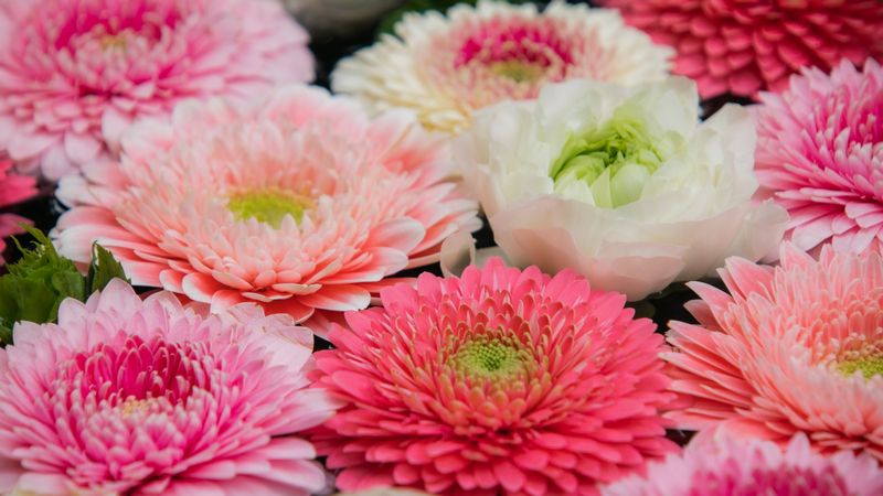 4月のお花屋さん おすすめの旬の花 誕生花 イベントまとめ 切花情報サイト ハナラボノート