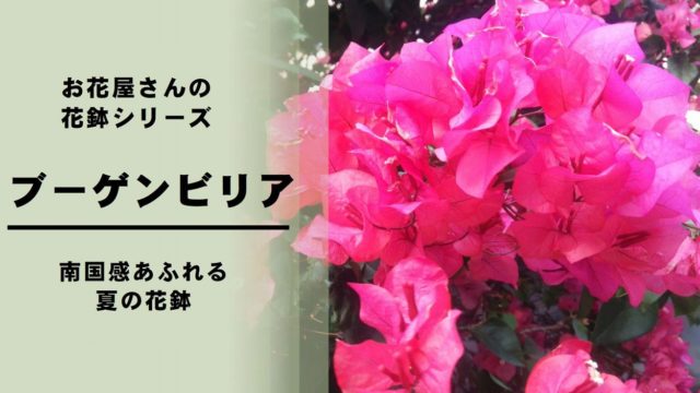 4月18日は ガーベラ記念日 いろんな種類のガーベラを楽しもう お花屋さんの花行事 切花情報サイト ハナラボノート