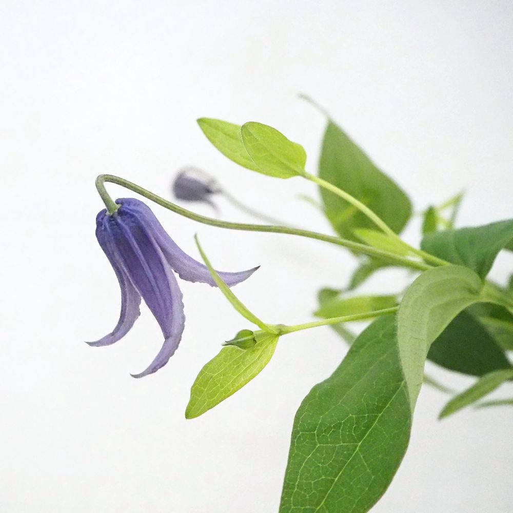 写真から調べる｜切花図鑑｜切花情報サイト／ハナラボノート