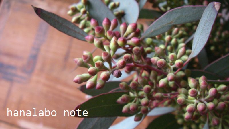枝もの図鑑 ユーカリ 花言葉 出回り時期 花もち 飾り方 切花情報サイト ハナラボノート