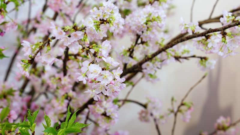 切花で買える桜 サクラ にはどんな品種がある 種類 出回り時期まとめ 切花情報サイト ハナラボノート