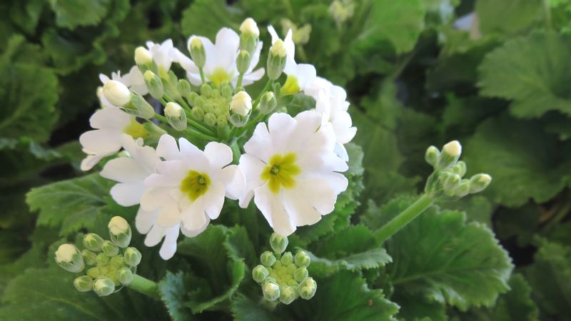 プリムラ の育て方 管理方法 お花屋さんの花鉢シリーズ 切花情報サイト ハナラボノート