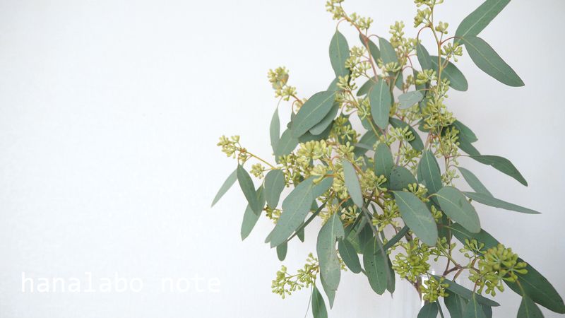 枝もの図鑑 ユーカリ 花言葉 出回り時期 花もち 飾り方 切花情報サイト ハナラボノート