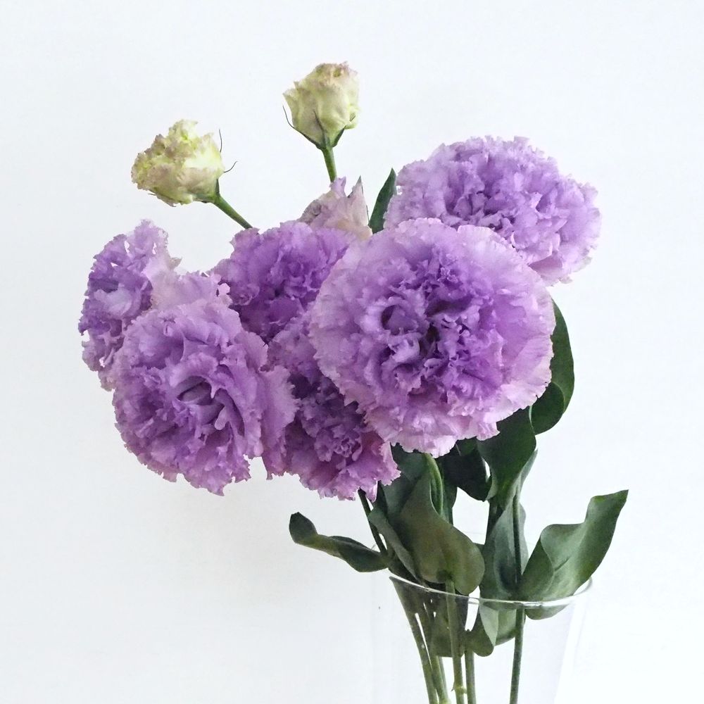 写真から調べる｜切花図鑑｜切花情報サイト／ハナラボノート