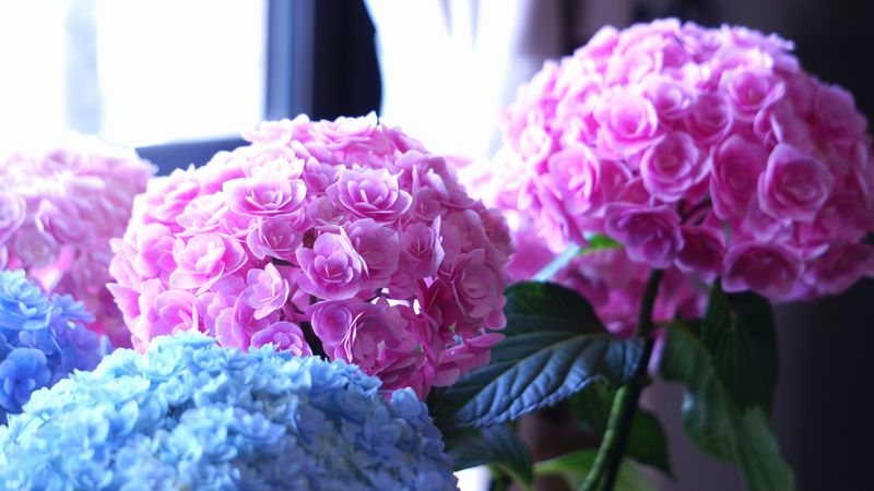 アジサイ 紫陽花 の育て方 管理方法 お花屋さんの花鉢シリーズ 切花情報サイト ハナラボノート