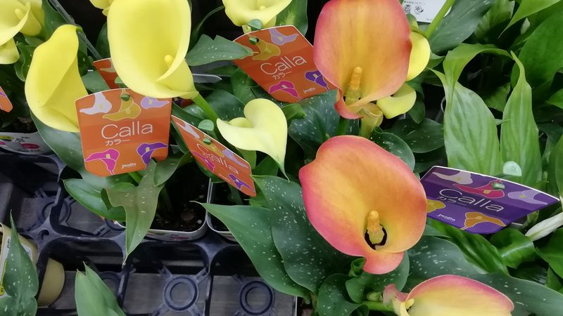 カラー の育て方 管理方法 お花屋さんの花鉢シリーズ 切花情報サイト ハナラボノート