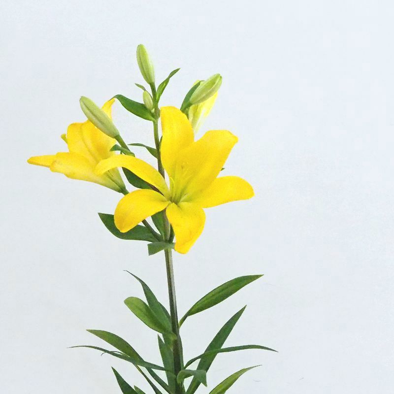 写真から調べる｜切花図鑑｜切花情報サイト／ハナラボノート