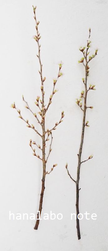 切花で買える桜 サクラ にはどんな品種がある 種類 出回り時期まとめ 切花情報サイト ハナラボノート