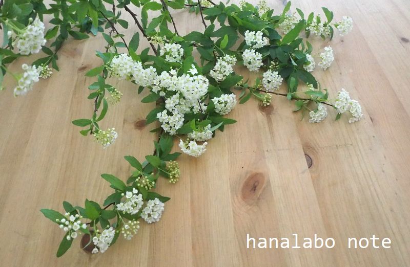 枝もの図鑑 コデマリ 花言葉 出回り時期 花もち 飾り方 切花情報サイト ハナラボノート