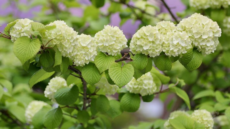 枝もの図鑑 ビバーナム スノーボール 花言葉 出回り時期 花もち 飾り方 切花情報サイト ハナラボノート