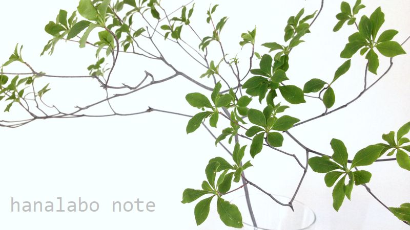 枝もの図鑑 ドウダンツツジ 花言葉 出回り時期 花もち 飾り方 切花情報サイト ハナラボノート
