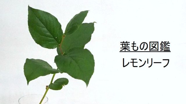 葉もの図鑑 レモンリーフ 花言葉 出回り時期 花もち 飾り方 切花情報サイト ハナラボノート