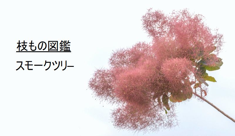枝もの図鑑 スモークツリー 花言葉 出回り時期 花もち 飾り方 切花情報サイト ハナラボノート