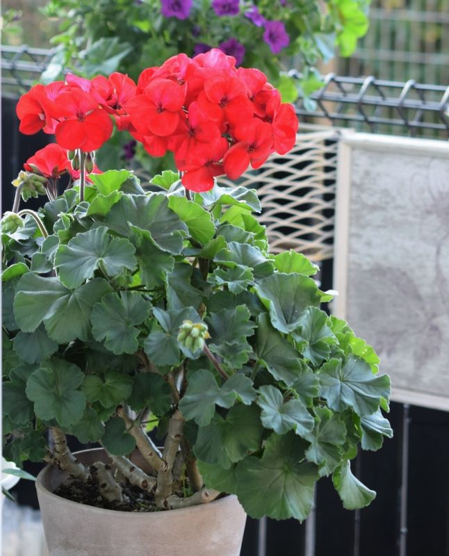 ゼラニウム ペラルゴニウム の育て方 管理方法 お花屋さんの花鉢シリーズ 切花情報サイト ハナラボノート