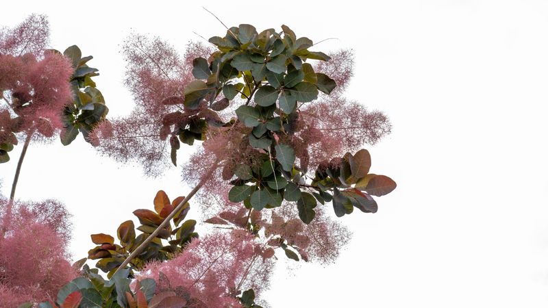 枝もの図鑑 スモークツリー 花言葉 出回り時期 花もち 飾り方 切花情報サイト ハナラボノート