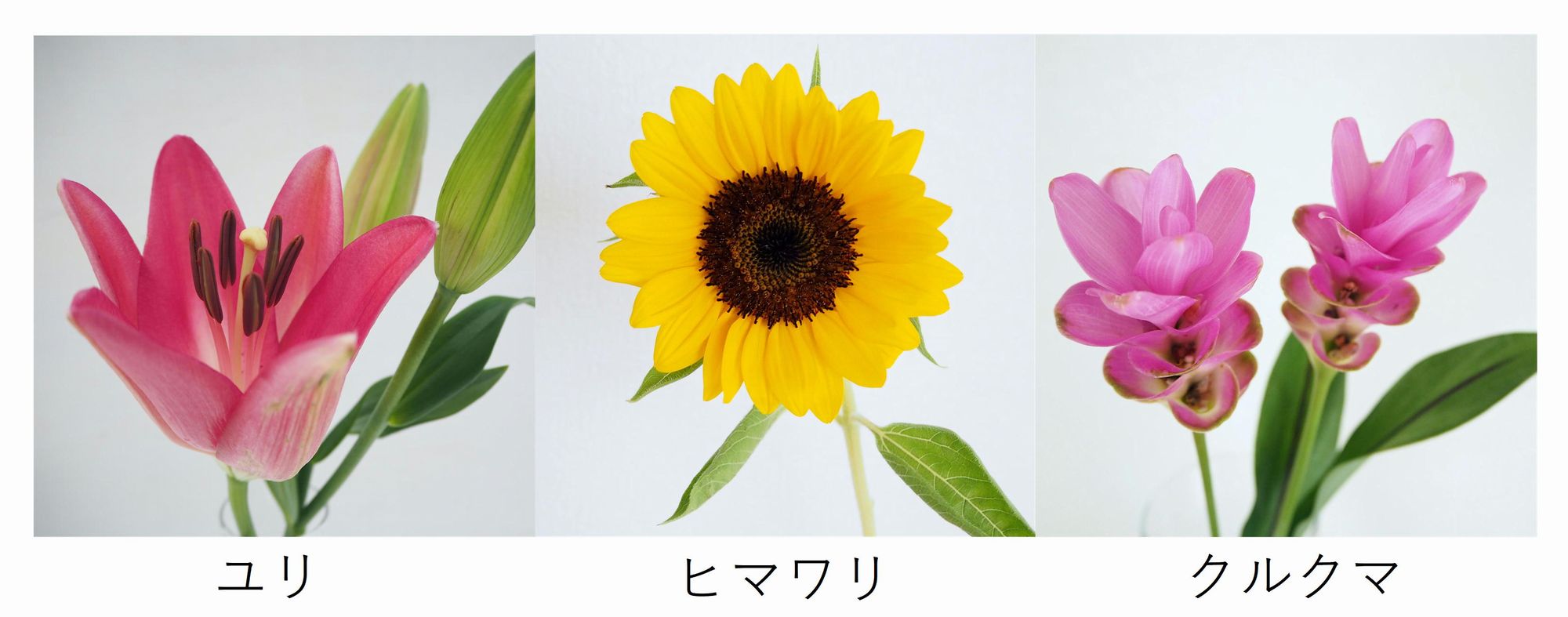 7月のお花屋さん おすすめの旬の花 誕生花 イベントまとめ 切花情報サイト ハナラボノート