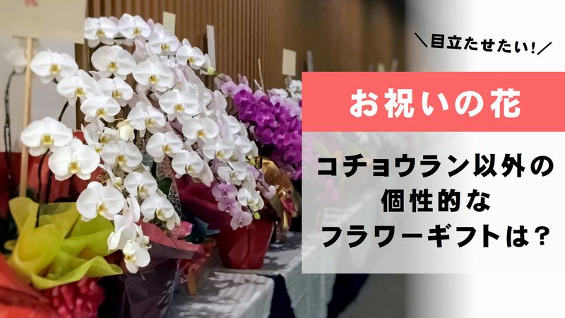祝花 胡蝶蘭 コチョウラン 以外に贈れる花のギフトを集めてみた 切花情報サイト ハナラボノート