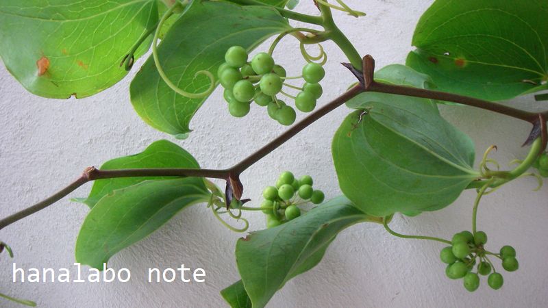 枝もの図鑑 サンキライ 花言葉 出回り時期 花もち 飾り方 切花情報サイト ハナラボノート