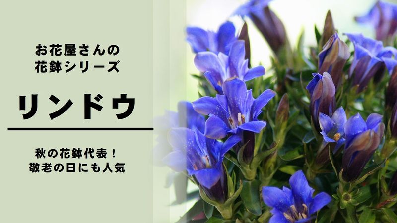 リンドウ の育て方 管理方法 お花屋さんの花鉢シリーズ 切花情報サイト ハナラボノート
